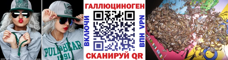 Купить закладки  Каргополь  Галлюциногенные грибы Cubensis 